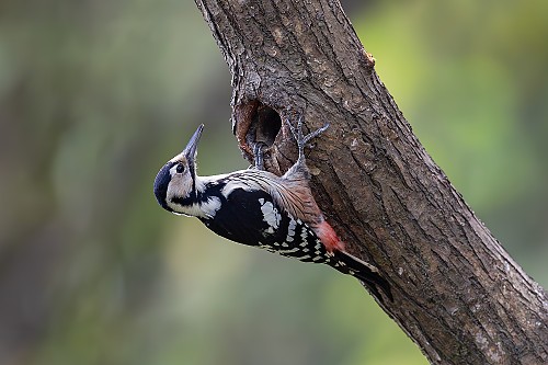 큰오색딱따구리