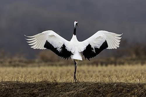 두루미 (단정학)