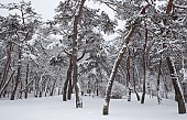 설경